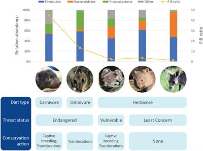 Marsupial Gut Microbiome